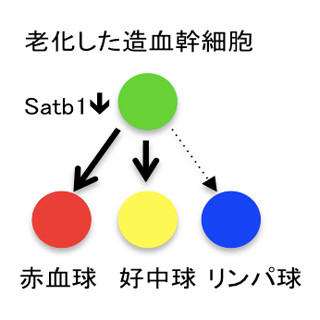 阪大、免疫系の老化に関与するタンパク質を発見