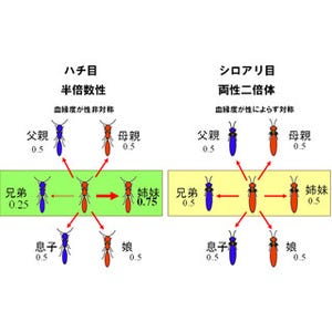 シロアリは遺伝子の運び手としてより優れた性に多く投資する - 京大