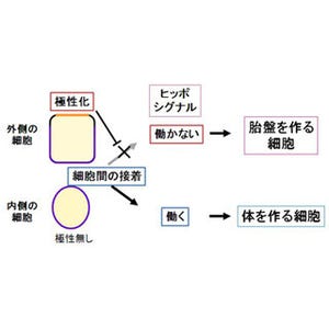 熊大、ほ乳類の胚が着床前に体と胎盤に作り分けられる仕組みを解明