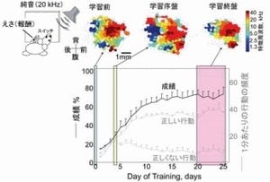 東大、大脳皮質の「神経ダーウィニズム仮説」を後押しする証拠を発見