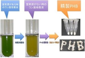 理研など、ラン藻が作る「バイオプラスチック」の増産に成功