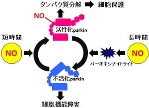 奈良医大など、一酸化窒素がパーキンソン病に有効な仕組みを解明