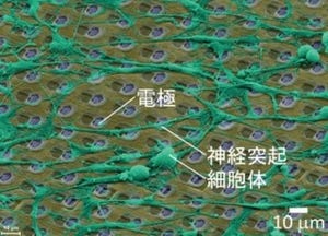 東大など、神経回路内の複雑な活動電位の伝播の様子を可視化することに成功