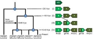 FRA、クロマグロの全ゲノムの解読から海中に対応した視覚の進化を確認