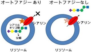 理研など、細胞小器官「リソソーム」の機能維持にはオートファジーが重要