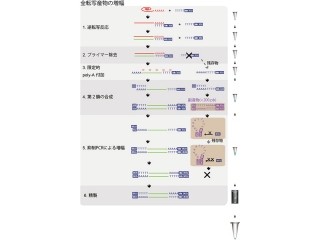 理研、細胞1個の遺伝子発現を網羅的に定量化できる新技術を開発