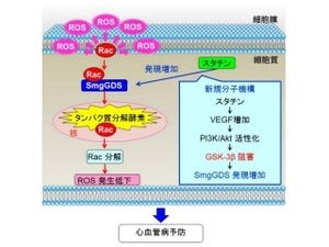 高脂血症用治療薬「スタチン」には多様な心血管病予防効果がある - 東北大