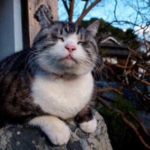 東京都・渋谷ヒカリエで動物写真家・岩合光昭の「ねこ」展を開催