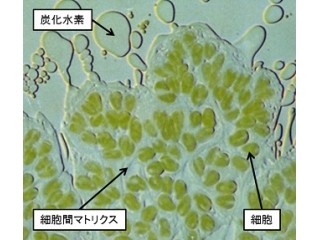 バイオ燃料資源候補の微細緑藻から前処理工程なしに炭化水素を抽出 - 東大