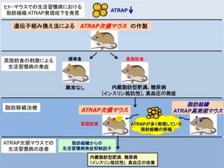 生活習慣病にかかるとタンパク質「ATRAP」が減少する - 横市大