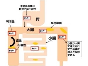 TUT、ヒトの腸内細菌が鉄分の吸収を助ける働きを持っていることを解明