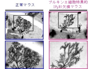 脳の正常な神経回路の維持にはプルキンエ細胞の「IP3受容体」が重要 - 理研