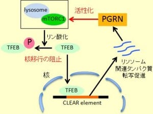 タンパク質「プログラニュリン」は脳傷害時の神経損傷を軽減する - 東大