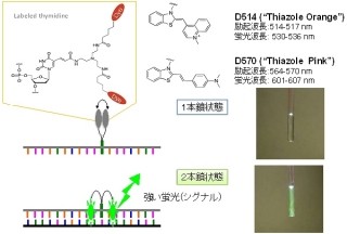 理研など、新開発の蛍光プローブを利用した「リアルタイムPCR法」を開発