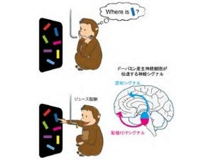 うつ病などに関わるドーパミンの産生神経細胞は2種類あった -京大と筑波大