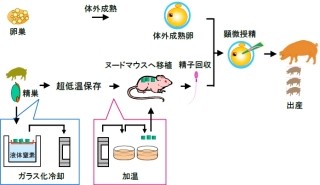 生物研など、超低温で140日以上保存した子豚の精巣から子豚の生産に成功