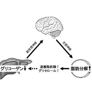 肝臓内グリコーゲン量を減らすと脂肪は効率的に燃焼する - 筑波大が確認