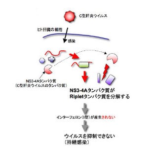 北大、C型肝炎ウイルスが長期間にわたってヒト免疫から逃れる仕組みを解明