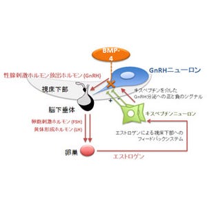 岡山大、エストロゲンの分泌調節を行うホルモンの機構を解明