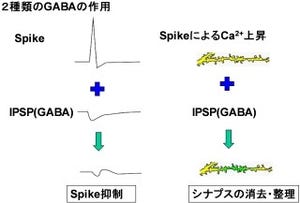 東大、抑制伝達物質GABAによる脳内のシナプスを整理する仕組みを解明