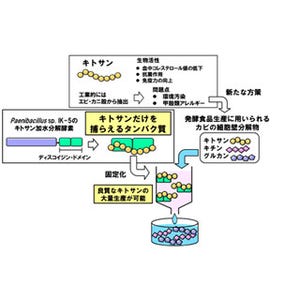 動脈硬化や高脂血症予防促進に期待 -近大、キトサンを捕えるタンパク質を発見