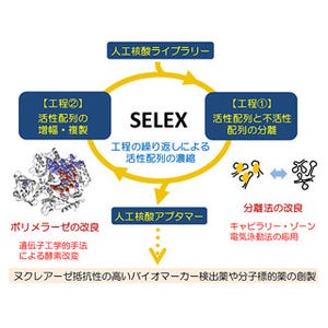 群大と阪大、がんや糖尿病の原因物質の働きを阻害する核酸アプタマーを開発