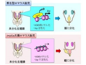 京大など、マウスの性決定の新たな仕組みを発見