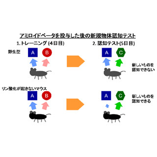 タンパク質「クリンプ」のリン酸化がアルツハイマーを引き起こす -横浜市大