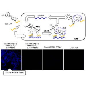 北大など、遺伝子発現の情報を生きた細胞内で検出できる分子プローブを開発