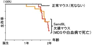 広大など、放射線被ばく後に白血病などを発病する原因の1つを発見