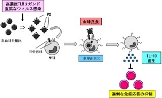 樹状細胞による「血球貪食」は過剰な免疫反応の抑制の仕組み - TMDUなど