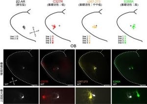 福井大など、「嗅覚受容体」による基礎活性が嗅覚神経回路の形成に重要