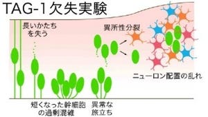 大脳皮質の神経幹細胞が渋滞なく動くことが、大脳の形成にとって重要 -名大