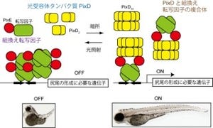 東工大、遺伝子発現を光で自在に調節する新技術「ピッコロ」を開発