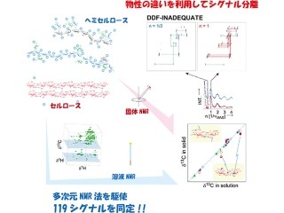 理研、植物の細胞壁を構成する「リグノセルロース」の構造の評価手法を開発