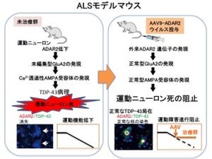 東大など、ALSの根本治療につながる遺伝子治療技術を開発