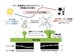 スパイン密度とシナプス活動が夜間増大することにカテプシンSが関与 - 九大