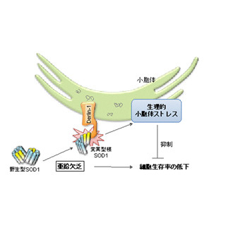 亜鉛の欠乏がALSに関与する遺伝子変異を引き起こす - 東大が確認