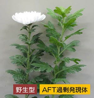 開花を抑制する植物ホルモン発見