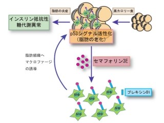 JSTと新潟大、糖尿病の発症のカギとなる新たな分子を発見