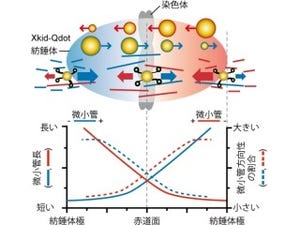 早大、細胞分裂時の染色体輸送分子モータ「Xkid」の運動の直接観察に成功