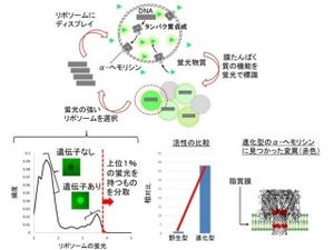 阪大など、人工細胞を用いて膜タンパク質の進化に成功