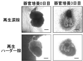 東京理科大など、涙腺などの再生医療に光 - マウスで実証に成功