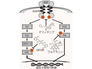 理研、薬剤の作用を遺伝子発現量の変化として網羅的・定量的に技術を開発