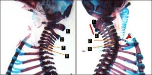 理研、細胞分化の運命を決定する新たな分子メカニズムの一端を解明