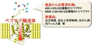 静岡県立大など、ペプチド輸送体の「基質多選択制」の全体像を解明