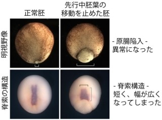 ツメガエルの脊索形成には細胞移動による物理的な力も重要 - NIBBなど