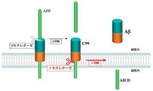 「基質」を照準とした新しいアルツハイマー病治療薬の可能性 - JSTなど