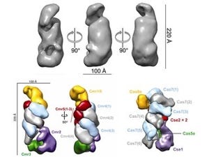 理研、細菌の免疫システムで重責を果たす「Cmr複合体」の構造と機能を解明