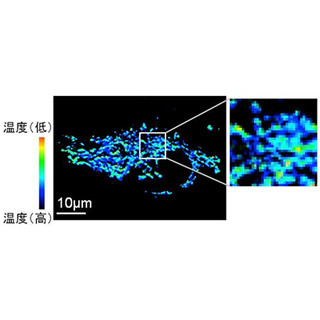 京大、細胞内温度センサを開発 - 生体の恒常性を担う熱産生機構を可視化